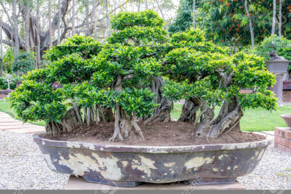 Pohon Bonsai dalam Pot Besar